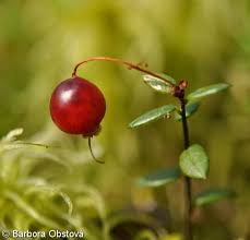 Attēlu rezultāti vaicājumam “Oxycoccus bud”