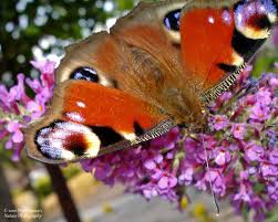 Attēlu rezultāti vaicājumam “Inachis io”