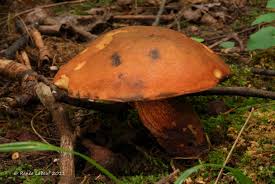 Attēlu rezultāti vaicājumam “Boletus luridus”