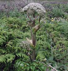 Attēlu rezultāti vaicājumam “Angelica sylvestris leaf”