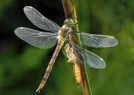 Attēlu rezultāti vaicājumam “Aeshna mixta”