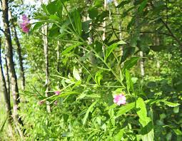 Attēlu rezultāti vaicājumam “xComagaria rosea  flower”