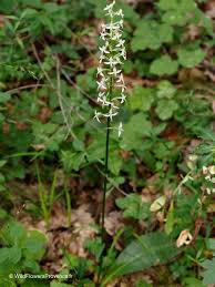 Attēlu rezultāti vaicājumam “Platanthera bifolia flower”