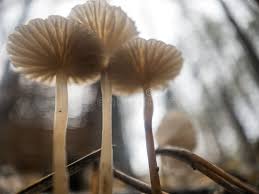 Attēlu rezultāti vaicājumam “Mycena rosella”