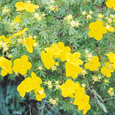 Attēlu rezultāti vaicājumam “Potentilla”