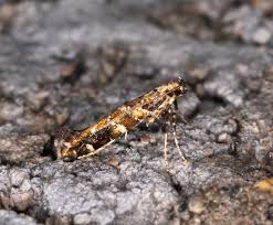 Attēlu rezultāti vaicājumam “Gracillaria syringella”