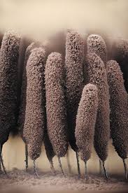 Attēlu rezultāti vaicājumam “Stemonitis marjana”