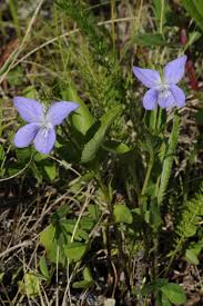 Attēlu rezultāti vaicājumam “Viola canina leaf”