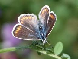 Attēlu rezultāti vaicājumam “Agrodiaetus amandus female”