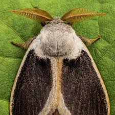 Attēlu rezultāti vaicājumam “Lymantriidae”