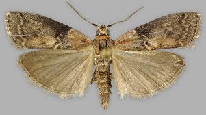 Attēlu rezultāti vaicājumam “Sciota adelphella”