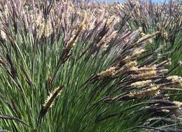Attēlu rezultāti vaicājumam “Carex elata flower”