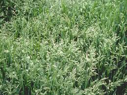 Attēlu rezultāti vaicājumam “Poa pratensis”