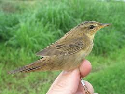 Image result for Locustella certhiola