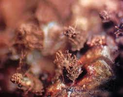 Attēlu rezultāti vaicājumam “Lamproderma elasticum”