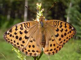 Attēlu rezultāti vaicājumam “Argynnis laodice female”