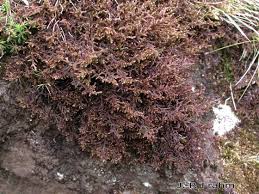 Attēlu rezultāti vaicājumam “Frullania tamarisci”