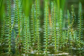 Attēlu rezultāti vaicājumam “Atrichum flavisetum”