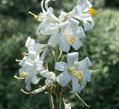 Image result for Lilium martagon `Chameleon`