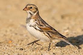 Image result for Calcarius lapponicus