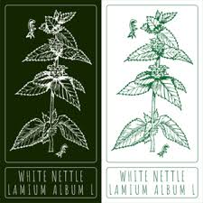 Attēlu rezultāti vaicājumam “Lamium album leaf”