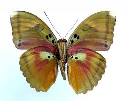 Attēlu rezultāti vaicājumam “Pinthaeus sanguinipes imago”