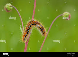 Attēlu rezultāti vaicājumam “Malacosoma castrensis”