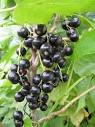 Black Currant Berries (Ribes Spp.) in Newfoundland