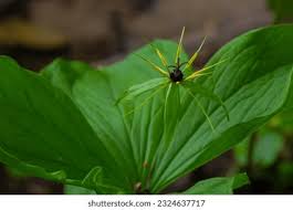 Attēlu rezultāti vaicājumam “Paris quadrifolia fruit”