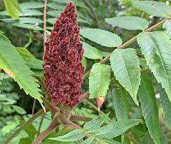 Attēlu rezultāti vaicājumam “Rhus typhina flower”