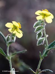 Attēlu rezultāti vaicājumam “Helianthemum nummularium fruit”