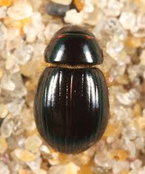 Attēlu rezultāti vaicājumam “Aegialia arenaria”