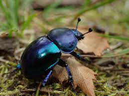 Attēlu rezultāti vaicājumam “Trypocopris vernalis”