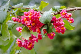 Attēlu rezultāti vaicājumam “Euonymus europaeus flower”