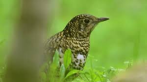 Image result for Zoothera dauma