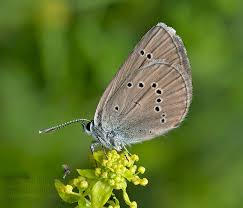 Attēlu rezultāti vaicājumam “Maculinea alcon upperside”