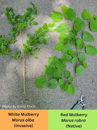 Attēlu rezultāti vaicājumam “Morus alba leaf”