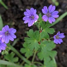 Attēlu rezultāti vaicājumam “Geranium pyrenaicum leaf”