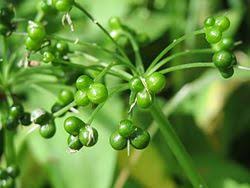 Attēlu rezultāti vaicājumam “Allium ursinum fruit”