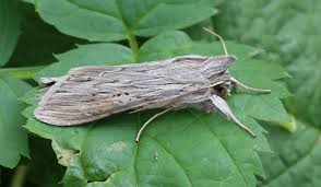 Attēlu rezultāti vaicājumam “Cucullia umbratica”