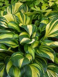 Attēlu rezultāti vaicājumam “Hosta sp. leaf”