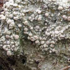 Attēlu rezultāti vaicājumam “Dibaeis baeomyces”