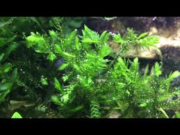 Attēlu rezultāti vaicājumam “Fontinalis antipyretica”