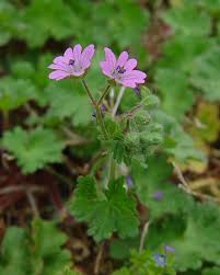 Attēlu rezultāti vaicājumam “Geranium molle flower”