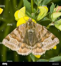 Attēlu rezultāti vaicājumam “Euclidia glyphica”