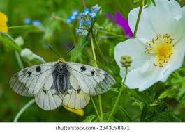 Attēlu rezultāti vaicājumam “Parnassius mnemosyne upperside”