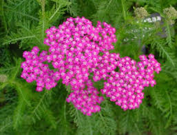 Attēlu rezultāti vaicājumam “Achillea millefolium flower”