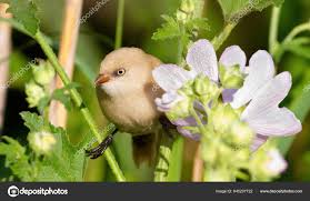 Attēlu rezultāti vaicājumam “Panurus biarmicus female”