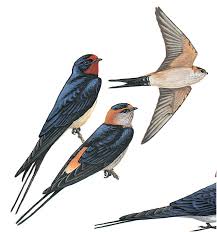 Image result for Cecropis daurica