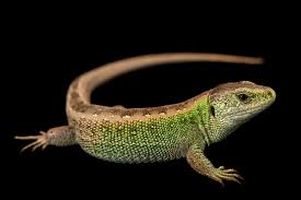 Attēlu rezultāti vaicājumam “Lacerta agilis male”